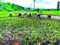 पावणेतीन लाख हेक्टरवर खरिपाच्या पेरण्या पूर्ण - Marathi News | Complete the sowing of Kharipat in lakh hectare | Latest nashik News at Lokmat.com