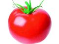 पेट्रोलपेक्षा टोमॅटो महाग - Marathi News | Tomatoes expensive than petrol | Latest maharashtra News at Lokmat.com