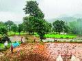 पावसाअभावी भाताच्या लावण्या रखडल्या - Marathi News | Sowing of rice in absence of rain | Latest maharashtra News at Lokmat.com