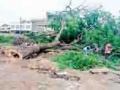 एकीकडे वृक्षलागवड तर दुसरीकडे झाडांची कत्तल - Marathi News | On one side, tree plantation, on the other hand, slaughter of trees | Latest chandrapur News at Lokmat.com