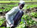 २१ हजार शेततळे अद्याप कागदावरच - Marathi News | 21 thousand farmers still on paper | Latest maharashtra News at Lokmat.com