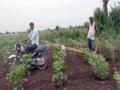 दहिगावच्या शेतक:याचा दुचाकीद्वारे कोळपणीचा प्रयोग - Marathi News | Farmers of Dahigan: Use of bicycling | Latest jalgaon News at Lokmat.com