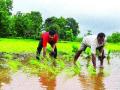 मेहनत, वेळेचे नियोजन करून फायदेशीर भातशेती - Marathi News | Paddy cultivation beneficial through hard work, timely planning | Latest maharashtra News at Lokmat.com