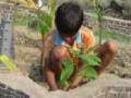 सोलापूर जिल्ह्यात ९ लाख २० हजार वृक्षांची लागवड - Marathi News | 9 lakh 20 thousand trees planted in Solapur district | Latest solapur News at Lokmat.com