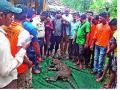 विहिरीत पडून बिबट्याचा मृत्यू - Marathi News | Leopard death by well in well | Latest sindhudurga News at Lokmat.com