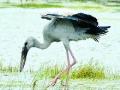 वसईत स्थलांतरित पक्ष्यांचे आगमन - Marathi News | Arrival of migratory birds in Vasaiet | Latest maharashtra News at Lokmat.com