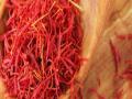 अकोल्यातील पातूरमध्ये केशर लागवडीचा प्रयोग यशस्वी - Marathi News | Successful use of Saffron cultivation in Shakur in Akola | Latest maharashtra News at Lokmat.com
