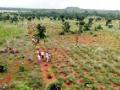 गोंदिया वनविभागात ८० टक्के रोपटी जिवंत - Marathi News | Gondia forests produce 80 percent of the plantation | Latest gondia News at Lokmat.com