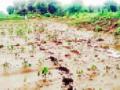 बंधारा फुटला; पाणी शेतात - Marathi News | Bundle split; Water fields | Latest vardha News at Lokmat.com