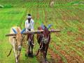 कर्जमाफीसाठी आॅनलाइन अर्ज - Marathi News | Online application for loan waiver | Latest maharashtra News at Lokmat.com
