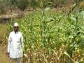 सलाम त्यांच्या कार्याला! एक एकर ज्वारीचं शेत पक्षांसाठी केलं खुलं - Marathi News | farmer in pune opens his one acre farm for birds | Latest pune Videos at Lokmat.com