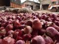 Onion Market Rates : कांद्याने ओलांडली पासष्टी; सामान्यांच्या डोळ्यांत पाणी - Marathi News | Onion crossed sixty-five; Tears in the eyes of ordinary people | Latest business News at Lokmat.com