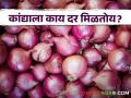 Kanda Market : मुंबई, नाशिकमध्ये कांद्याचे दर घसरले, नागपूर, सोलापूर बाजारात काय दर मिळाले?  - Marathi News | Latest News Kanda Market Onion prices down in Mumbai and Nashik, how prices in Nagpur and Solapur markets | Latest agriculture News at Lokmat.com