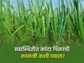 ढगाळ वातावरणात कांदा पिकाचे व्यवस्थापन कसे करावे? - Marathi News | How to manage onion crop in cloudy weather? | Latest agriculture News at Lokmat.com