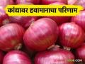 Onion Disease : कांदा पिकावर विविध रोगांचा प्रादुर्भाव; वेळीच करा उपाययोजना  - Marathi News | Onion Disease : Onion crop affected by various diseases | Latest agriculture News at Lokmat.com