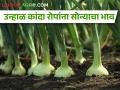 अवकाळी पावसाने कांद्याचे नुकसान, आता रोपांचा भाव वाढला!  - Marathi News | Prices of onion plants increased after unseasonal rains | Latest agriculture News at Lokmat.com