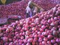 पाकमधून कांदा आयातीच्या निर्णयावर सरकारची माघार - Marathi News | Government withdraws decision on import of onion from Pakistan | Latest maharashtra News at Lokmat.com
