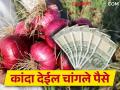 कांद्याला चांगला बाजारभाव मिळाला पाहिजे असं वाटतंय, तर हे कराच - Marathi News | If you feel that onion should get good market price then do this | Latest agriculture News at Lokmat.com