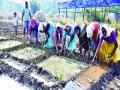 पांढऱ्या कांद्याची एक हजार हेक्टर क्षेत्रात लागवड - Marathi News | Planting of white onions in one thousand hectare area | Latest raigad News at Lokmat.com