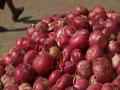 कांदा उत्पादकांना रडवणार; भावात घसरण - Marathi News | Will make onion growers cry; Fall in price | Latest agriculture News at Lokmat.com