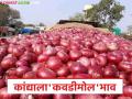 Kanda Market :'असा भाव असेल तर जगायचं कसं?' कांदा मार्केटमध्ये शेतकऱ्याचा आक्रोश - Marathi News | latest news Kanda Market: 'How can we live if there is such a price?' Farmer's outcry in onion market | Latest agriculture News at Lokmat.com