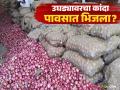 Onion Market : अचानक पावसाची हजेरी; शेतकऱ्यांचा कांदा भिजला, दरातही घट वाचा सविस्तर - Marathi News | latest news Onion Market: Sudden rains; Farmers' onions get soaked, prices continue to fall | Latest agriculture News at Lokmat.com