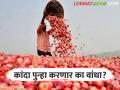 भारतीयांना वार्षिक किती कांदा लागतो? जाणून घ्या संपूर्ण गणित - Marathi News | How much onion do Indians need annually? Learn complete mathematics | Latest agriculture News at Lokmat.com