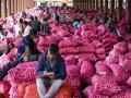 कांदा : भाव कोसळले; 'निर्यात शुल्क हटवा' - Marathi News | Demand for immediate removal of 20 percent export duty imposed by the central government on onion exports | Latest nashik News at Lokmat.com