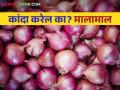Kanda Bajarbhav : बाजार समित्यांत कांदा आवक निम्म्यावर दर गेला चार हजारांवर - Marathi News | Kanda Bajarbhav: In the market committees onion arrival half, the price of onion goes to four thousand | Latest agriculture News at Lokmat.com