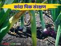 कांदा पिकात कीड रोग येऊ नये म्हणून हे टॉप दहा उपाय वाचा सविस्तर - Marathi News | top ten remedies to prevent pest and diseases in onion crop read in detail | Latest agriculture News at Lokmat.com