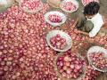 पुन्हा कांदा कोंडी! डोळ्यात पाणी आणणे हा कांद्याचा गुणधर्म - Marathi News | agralekh Onion prices are increasing | Latest editorial News at Lokmat.com