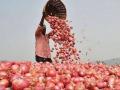 कांद्याचे दर कमी होणार? सरकार ५ लाख टनांची खरेदी करणार - Marathi News | Onion prices will decrease? The government will purchase 5 lakh tonnes | Latest business News at Lokmat.com