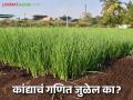 Kanda Lagvad : अवकाळीमुळे कांदा रोप उगवलंच नाही; लागवड क्षेत्र घटणार की वाढणार? - Marathi News | Kanda Lagvad : Onion seedlings did not grow due to bad weather; Will the cultivation area decrease or increase? | Latest agriculture News at Lokmat.com