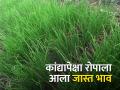 एक एकर कांदा लागवडीसाठी मोजावे लागत आहेत २२ हजार रुपये - Marathi News | One acre of onion cultivation seedling costs 22 thousand rupees | Latest agriculture News at Lokmat.com