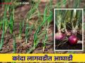Kharif Kanda : खरिप कांदा लागवडीत हा जिल्हा राज्यात आघाडीवर - Marathi News | Kharif Kanda: This district is ahead in the state in Kharif onion cultivation | Latest agriculture News at Lokmat.com