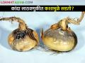 कांदा सावठवणूकीतील रोगांचे व्यवस्थापन कसे कराल? - Marathi News | How to manage onion storage diseases? | Latest agriculture News at Lokmat.com