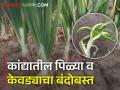 कांद्यावर पिळ्या आणि केवडा रोग म्हणजे शेतकऱ्यांचे नुकसान, असा करा बंदोबस्त - Marathi News | How to manage the twister & downy mildew disease in onion crop? | Latest agriculture News at Lokmat.com