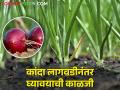 शेतकरी बंधुनो! लागवडीनंतर कांदा पिकाची अशी घ्या काळजी - Marathi News | Latest News Onion Cultivation Care to be taken after onion planting | Latest agriculture News at Lokmat.com