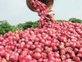 कांद्याला हमीभाव नसल्याने शेतकरी संकटात - Marathi News | Farmers in crisis as onions are not guaranteed | Latest nashik News at Lokmat.com