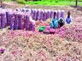 पावसामुळे कांद्याचे नुकसान - Marathi News |  Onion damage due to rain | Latest pune News at Lokmat.com