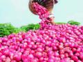 दराच्या घसरणीमुळे सोलापुरातील कांदा उलाढाल ३०० कोटींनी घटली - Marathi News | Due to the drop in rates, the turnover of onion in Solapur decreased by 300 crores | Latest solapur News at Lokmat.com