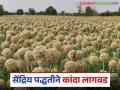 Organic Onion Cultivation: सेंद्रिय पद्धतीने बिजवाई कांदा बहरला! वाचा सविस्तर - Marathi News | Organic Onion Cultivation: Organically grown onion blooms! Read in detail | Latest agriculture News at Lokmat.com
