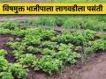 रत्नागिरी जिल्ह्यात शेतकऱ्यांचा सेंद्रिय भाजीपाला लागवडीकडे कल; शासन देतय अनुदान - Marathi News | Trend of farmers towards organic vegetable cultivation in Ratnagiri district; Government is giving subsidy | Latest agriculture News at Lokmat.com