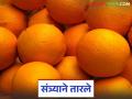 Orange Cultivation: सिंचन सुविधेमुळे संत्र्याच्या लागवडीत 'इतक्या' हेक्टरने वाढ; कसा होणार फायदा वाचा सविस्तर - Marathi News | Orange Cultivation: Irrigation facility increases orange cultivation by 'so many' hectares; Read in detail how to benefit | Latest agriculture News at Lokmat.com