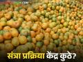 Orange Processing Center : संत्रा प्रक्रिया केंद्राची घोषणा; अंमलबजावणी मात्र अद्याप शून्यच! वाचा सविस्तर - Marathi News | latest news Orange Processing Center: Orange Processing Center announced; Implementation still zero! read in details | Latest agriculture News at Lokmat.com