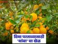 Orange Crop Insurance : संत्रा बागायतदारांना विमा परताव्यासाठी 'थांबा' चा खेळ वाचा सविस्तर - Marathi News | latest news Orange Crop Insurance: Read the 'wait' game for insurance refunds for orange growers in detail | Latest agriculture News at Lokmat.com