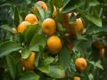संत्रा फळ गळतीवर कृषी शास्त्रज्ञांचा सल्ला - Marathi News | An agricultural scientist's advice on orange fruit drop | Latest agriculture News at Lokmat.com