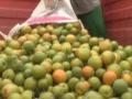 संत्रा फळ पिकाला फटका; ७५ कोटी रुपयांवर नुकसानीची शक्यता! - Marathi News | Orange fruit crop hit; Losses on Rs 75 crore! | Latest akola News at Lokmat.com