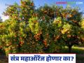 Orange Market : संत्र बागायतदारांची अपेक्षा यंदा फोल ठरेल का? काय आहे कारण ते वाचा सविस्तर - Marathi News | Orange Market : Will the expectations of orange growers be disappointed this year? Read the reason in detail | Latest agriculture News at Lokmat.com
