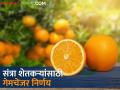 संत्रा उत्पादक शेतकऱ्यांसाठी गुड न्यूज; संत्र्यावर प्रक्रिया करण्यासाठी शासन सुरु करतंय हा प्रकल्प - Marathi News | Good news for orange farmers; The government is starting this project to process oranges | Latest agriculture News at Lokmat.com